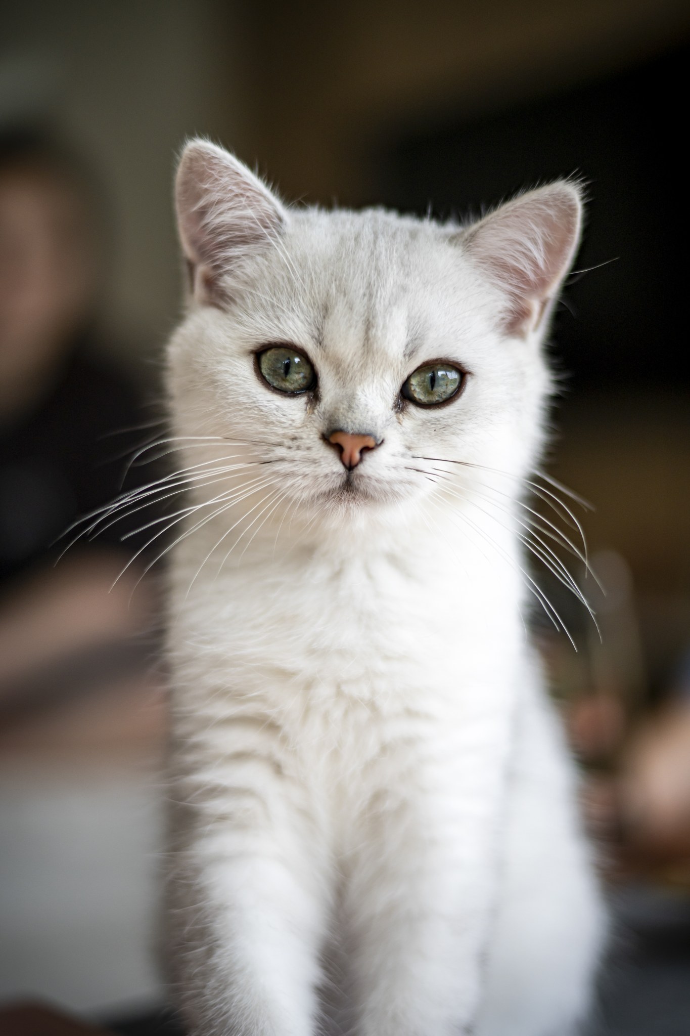 Tiny Wonder A’Mochi