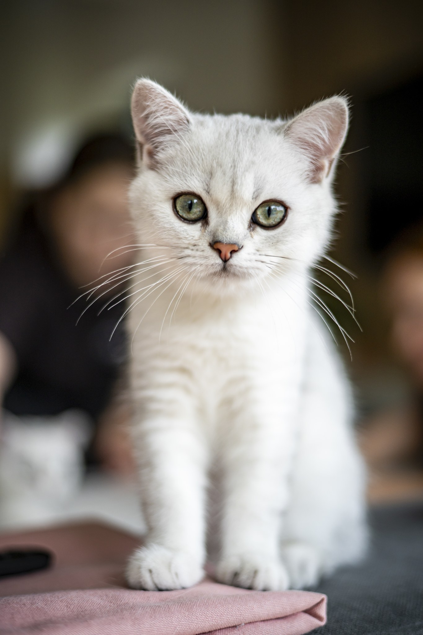 Tiny Wonder A’Mochi
