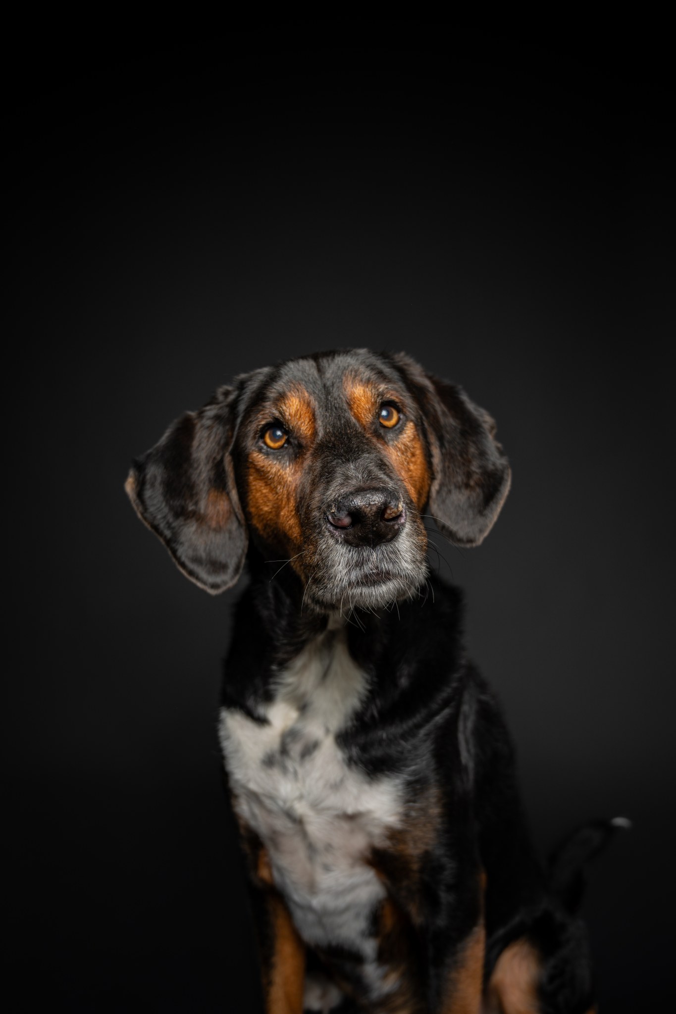 Bruno