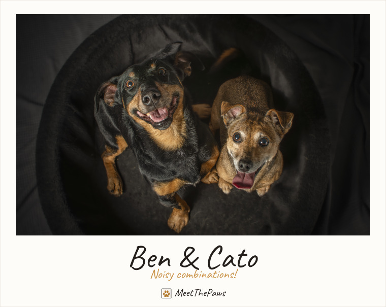 Ben & Cato