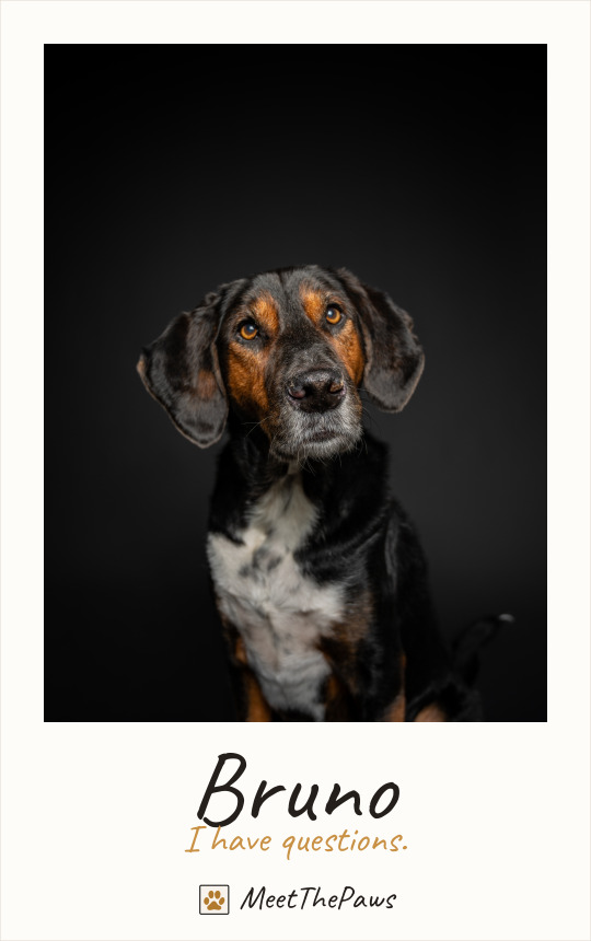 Bruno