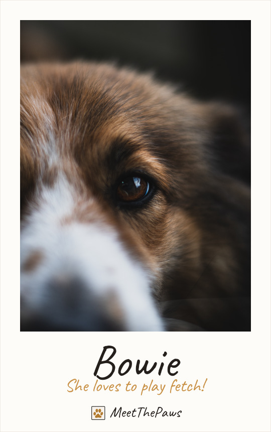 Bowie